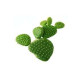 Arôme SOLANA Cactus 10ml Solana