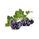 Arôme SOLANA Cassis 10ml Solana