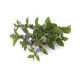 Arôme SOLANA Menthe Poivrée 10ml Solana