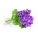 Arôme SOLANA Violette 10ml Solana